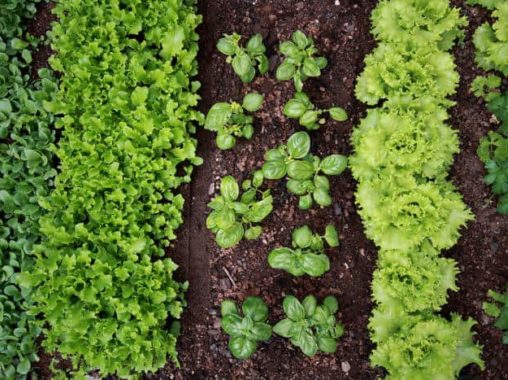 Vegetables and soil